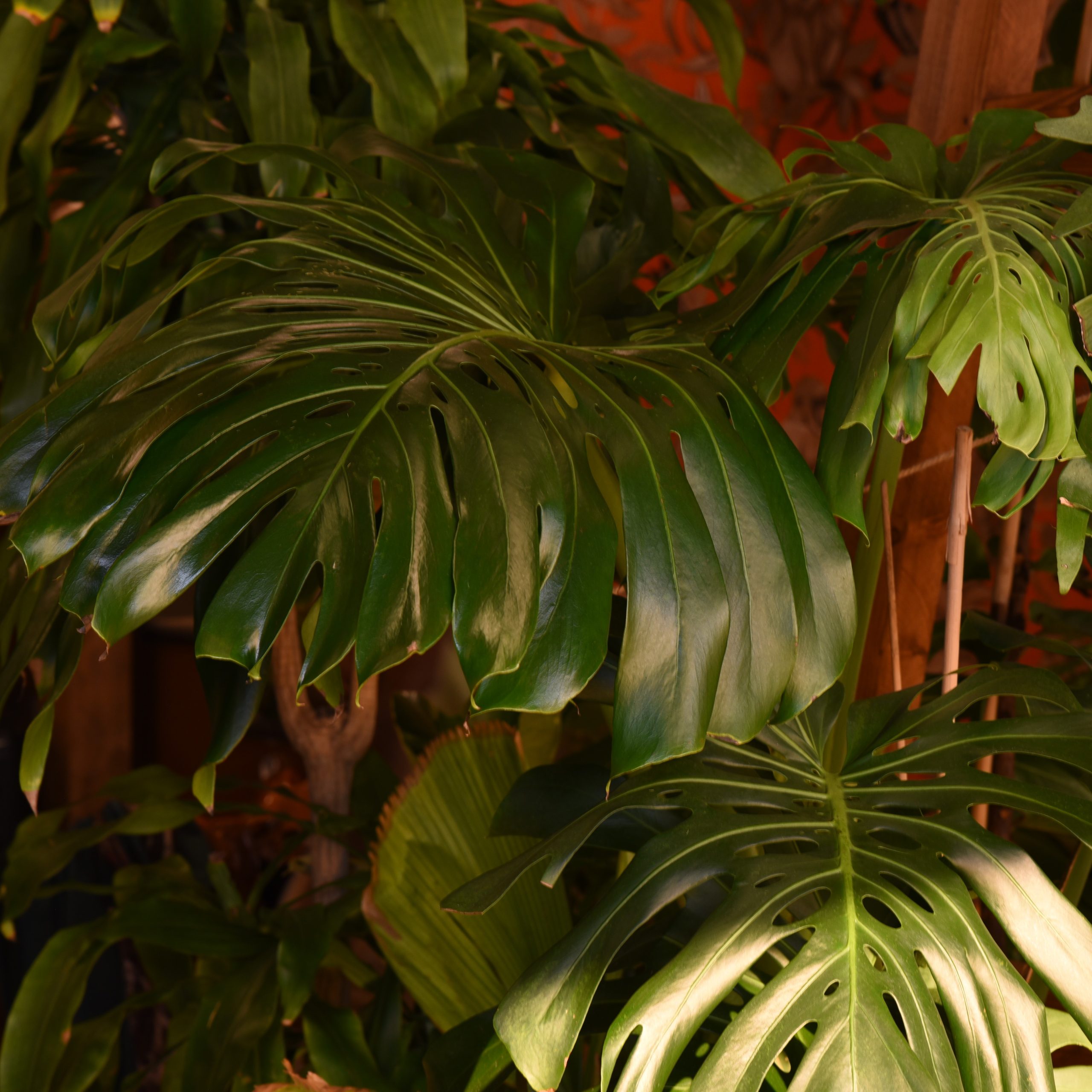 گیاهان آپارتمانی